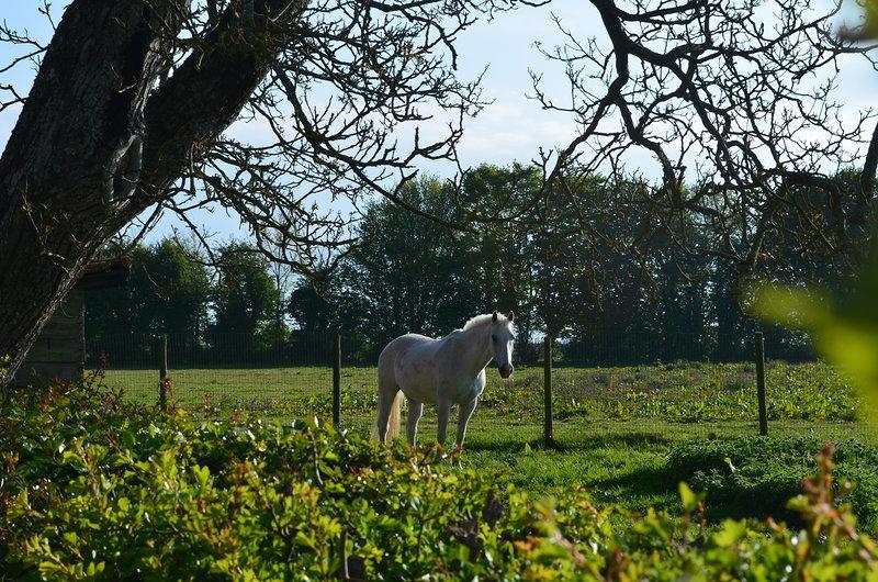 La Ferme Du Bois Quesnoy Bed & Breakfast Saint-Pol-sur-Ternoise Bagian luar foto